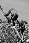Black & White Two Gorillas on Tree Branch preview