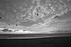 Black & White Seaside, Oregon Sunset & Birds preview