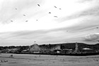 Black & White Santa Cruz Boardwalk from Beach preview