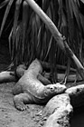 Black & White Komodo Dragon Lizard preview