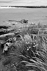 Black & White Discovery Point : Oregon Coast & Beach preview