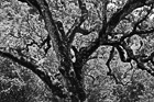 Black & White Mossy Tree Close Up preview