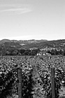 Black & White Napa Valley Cakebread Cellars Vineyard preview