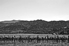 Black & White Napa Valley, California preview