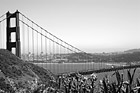 Black & White Golden Gate Bridge & Flowers preview