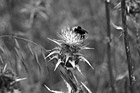 Black & White Bee on Winged Thistle Wildflower preview