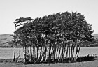 Black & White Point Reyes Trees preview