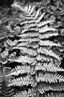 Black & White Green Fern preview