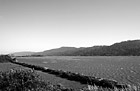 Black & White Tomales Bay, California preview