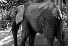 Black & White African Elephant preview