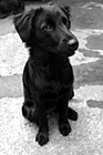 Black & White Black Lab Puppy Sitting preview