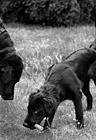 Black & White Black Labs Playing preview