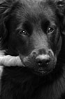 Black & White Close Up Black Lab Puppy preview