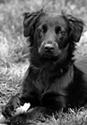 Black & White Alert Puppy preview