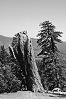 Black & White Yosemite Tree & Stump preview