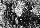 Black & White African Wild Dogs preview