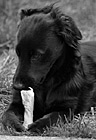 Black & White Puppy Eating Bone preview