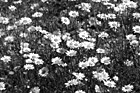 Black & White White Daisies preview