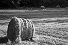 Black & White Bundles of Hay in a Field preview