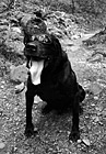 Black & White Black Lab in Sunglasses preview