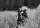 Black & White Black Lab Running in Tall Grass preview