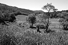 Black & White Farmland in Summer preview