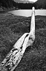 Black & White Drift Wood preview