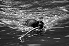 Black & White Black Lab Swimming With Stick preview