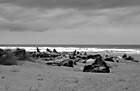 Black & White Drift Wood & Beach, Oregon preview