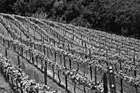 Black & White Winery Field preview