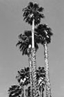Black & White Palm Trees preview
