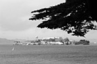 Black & White Alcatraz with Tree Branch preview