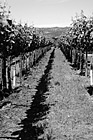 Black & White Winery Row preview