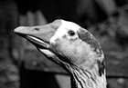 Black & White Close Up of Goose Face preview