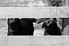Black & White Barking Black Labs preview