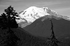 Black & White Mount Rainier at White River Entrance preview