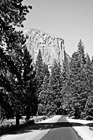 Black & White El Capitan & Forest Road preview