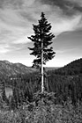 Black & White Evergreen Tree in Forest preview