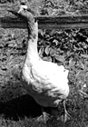 Black & White White Goose preview