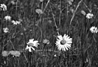 Black & White Daisies & Dandelions preview