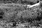 Black & White Wildflowers near Mount St. Helens preview