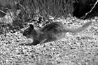 Black & White Squirrel Burying Food preview