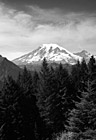 Black & White Mount Rainier Behind Evergreen Trees preview