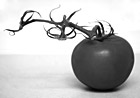 Black & White Side View of Tomatoe preview