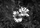 Black & White Close up of Daisy preview