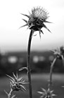 Black & White Purple Winged Thistle Flower preview