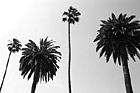 Black & White Palm Trees & Blue Sky preview