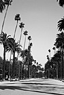 Black & White Palm Trees Along Beverly Hills Road preview