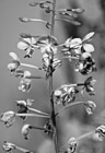 Black & White Bee on Pink Flower preview