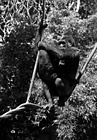 Black & White Gorillas on Rope preview